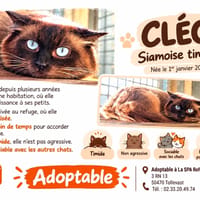 CLEO, chatte à adopter
