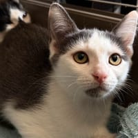 bianca, chatte à adopter