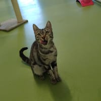 BUYKA, chatte à adopter