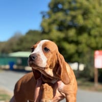 VOIMA, chien à adopter