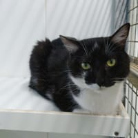 Félix, chat à adopter