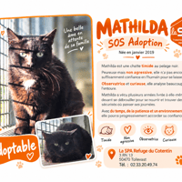 MATHILDA, chatte à adopter