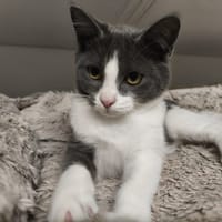 BLAIR, chatte à adopter