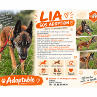 LIA en SOS URGENT, chienne à adopter