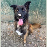 BORIS HAA24841, chien à adopter