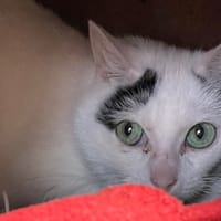 RISIO, chat à adopter