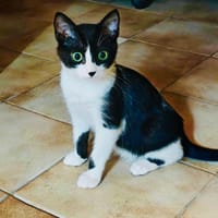 PAWNEE, chat à adopter