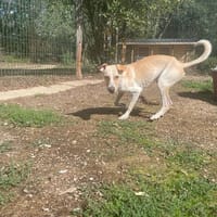 DIABLO(Réservé), chien à adopter