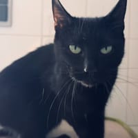 STORMY, chatte à adopter