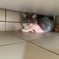 SHAKI, chatte à adopter