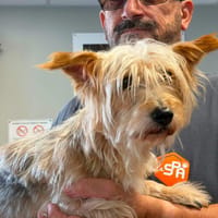 TINTIN, chien à adopter