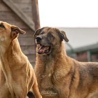 FRANCKY PAS ICAD, chien à adopter