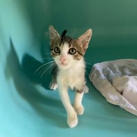 BAMY, chatte à adopter