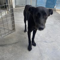NIGER, chien à adopter