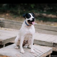 ATHENA, chienne à adopter