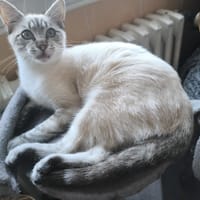 TIMOR, chat à adopter