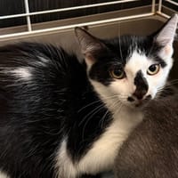britannie, chatte à adopter