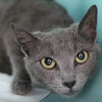 Beurre, chatte à adopter