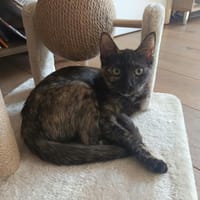TAWADU, chatte à adopter