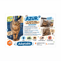 AZUR, chat à adopter
