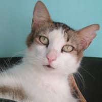 POPEYE (Réservé), chat à adopter