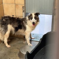ORPHEE, chienne à adopter