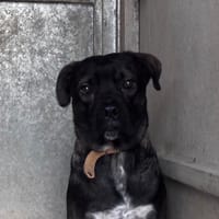 CHILI CHAO, chien à adopter