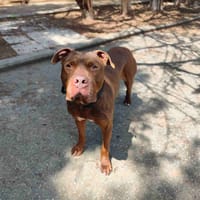 TAYRON VAA, chien à adopter