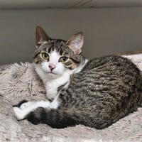 SERENA, chatte à adopter