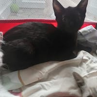 CHOCO, chatte à adopter