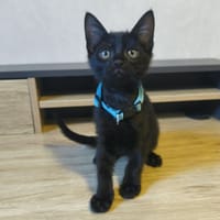 BOUTCHOU, chat à adopter