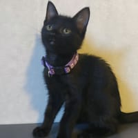 BRINDILLE, chatte à adopter