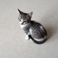 SOPHIA, chatte à adopter