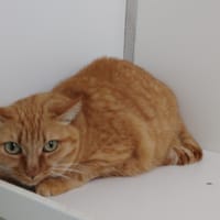 MIMITTE, chatte à adopter