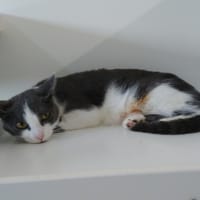 ISIS, chatte à adopter