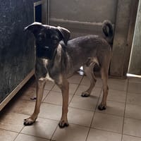 POUPIK CHAO, chien à adopter