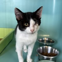 Loupiot, chat à adopter