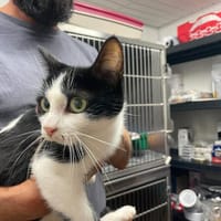 ARIELLE, chatte à adopter