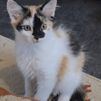 TILY, chatte à adopter