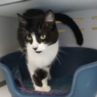 Pitchoune, chat à adopter