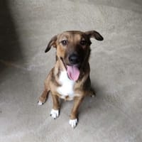 BILLIE, chienne à adopter