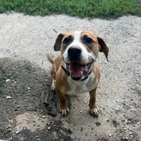 GUMBO (RESERVE), chien à adopter