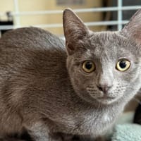 bervelie, chatte à adopter