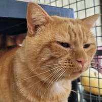 GATSBY, chat à adopter