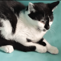 LEO, chat à adopter