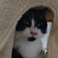 PANDA, chat à adopter