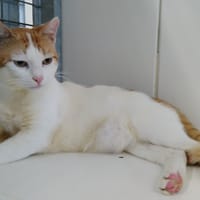 Teddy, chat à adopter