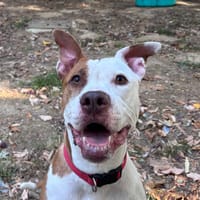 YUMIE CHAO, chienne à adopter
