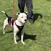 FENDI VAA, chien à adopter