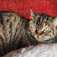 LIZBETH QCT (a trouvé sa famille), chatte à adopter
